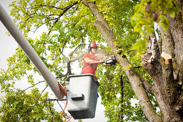 Leaf Removal in Waycross, GA