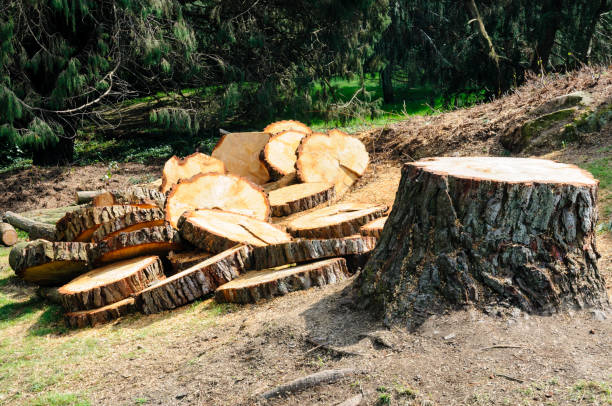 How Our Tree Care Process Works  in  Waycross, GA